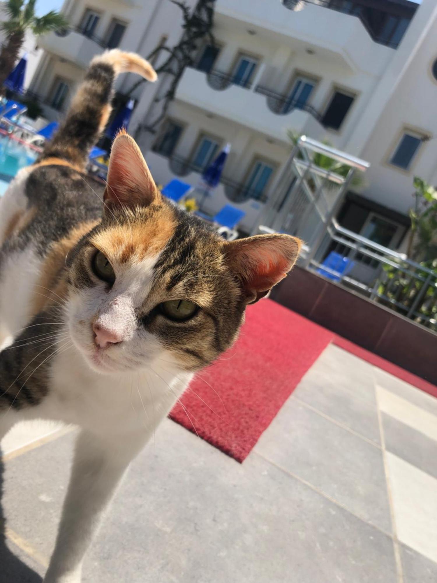 Palmiye Apart Otel Bodrum Zewnętrze zdjęcie